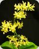 Phal. Stone Dance var. yellow - mit 2 Bltenrispen